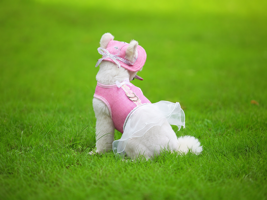 Mesh Pet Sun Hat with Ear Holes