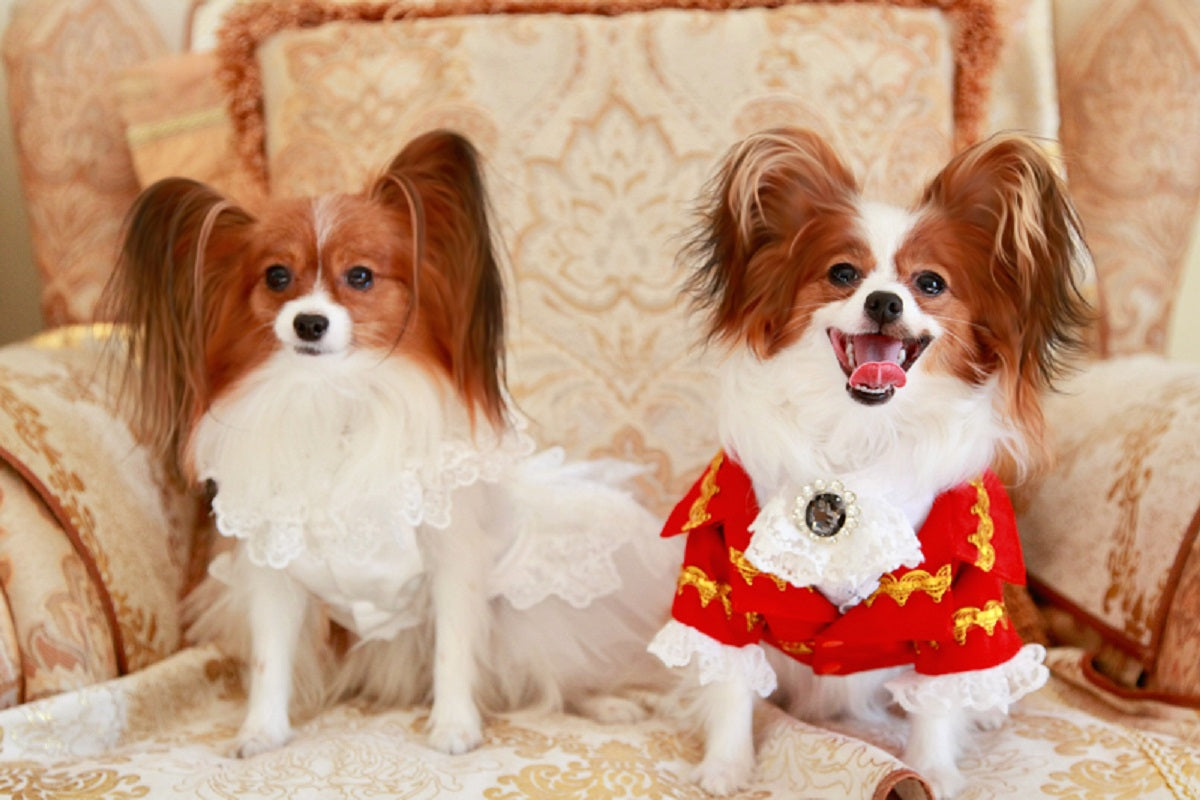 White Lace Vintage Dog Wedding Dress