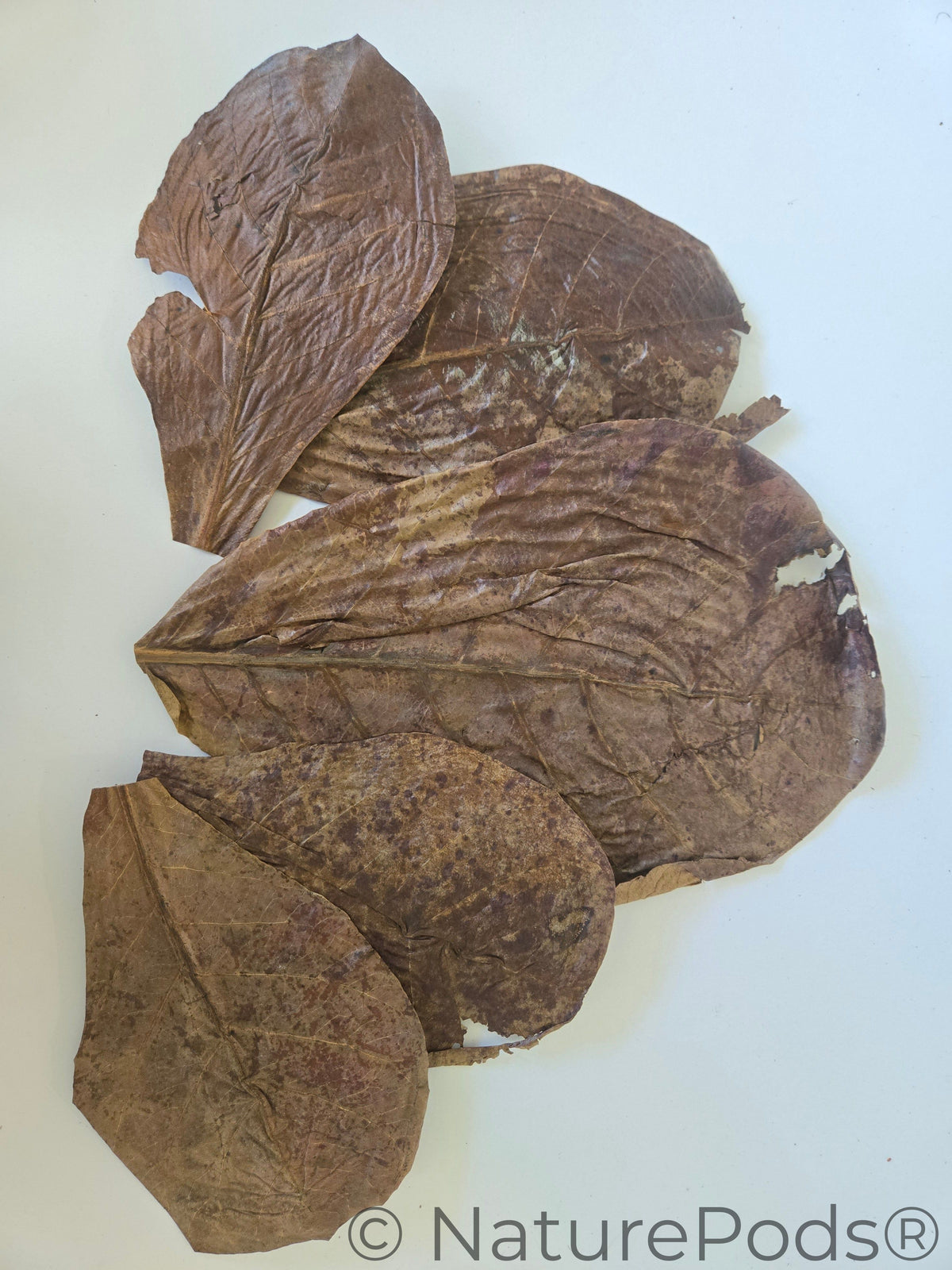 Catappa Indian Almond Leaves - 25 mixed-sized leaves