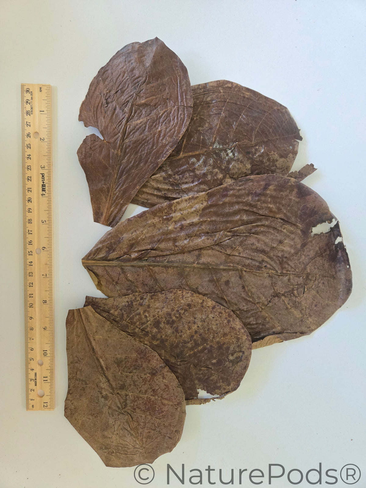 Catappa Indian Almond Leaves - 25 mixed-sized leaves