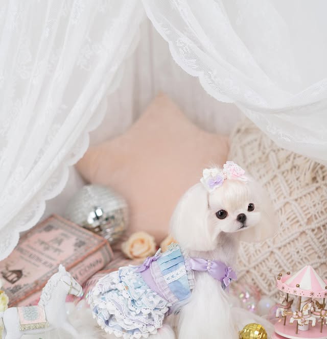 Luxury Layered Ruffle Dog Dress | Blue Princess Puppy Dress with Lace & Satin Bows
