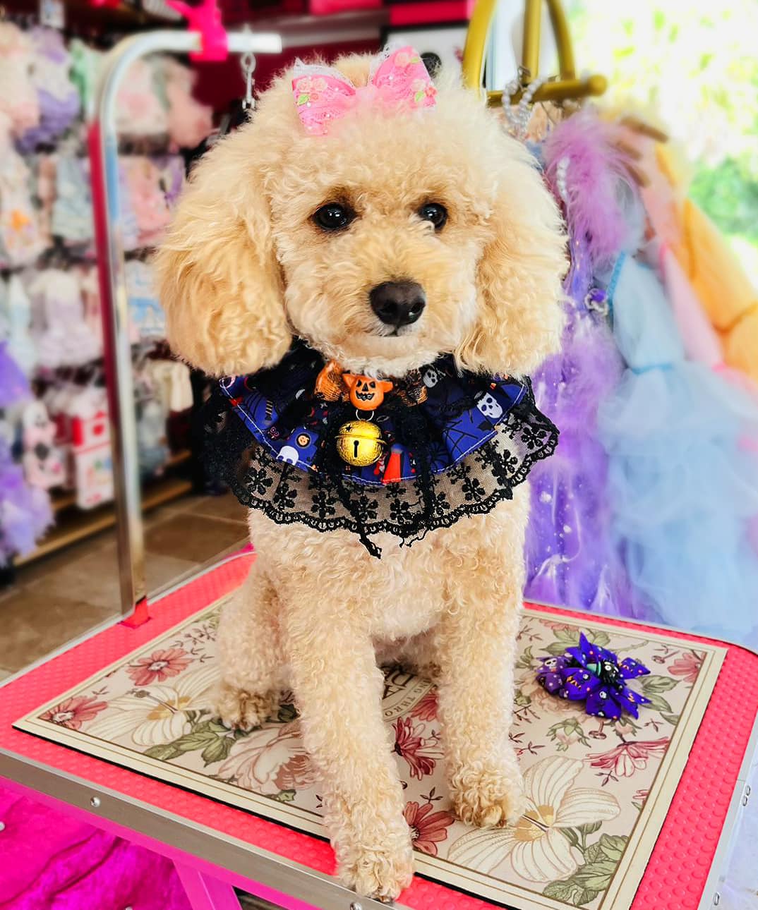 Halloween Lace Ruffle Pet Collar with Bell