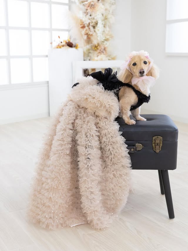 Luxury Black & Champagne Dog Gown with Detachable Train