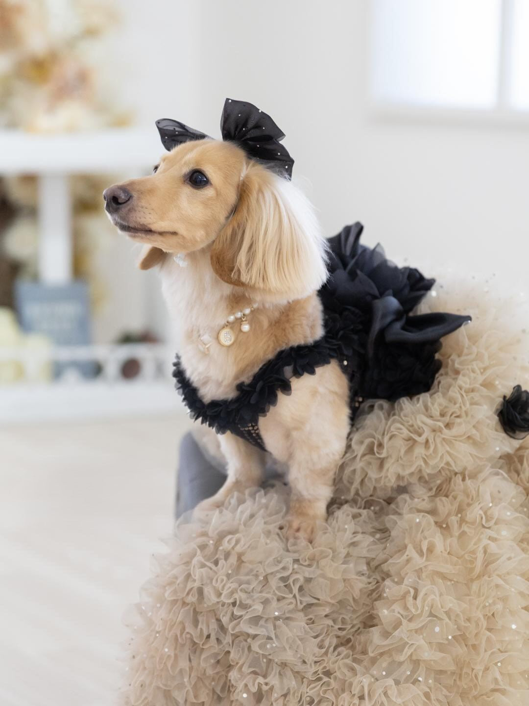 Luxury Black & Champagne Dog Gown with Detachable Train