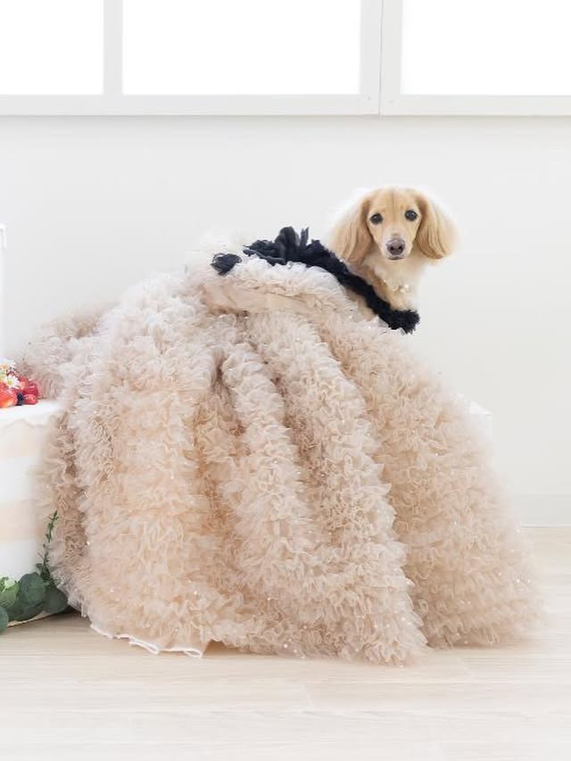 Luxury Black & Champagne Dog Gown with Detachable Train