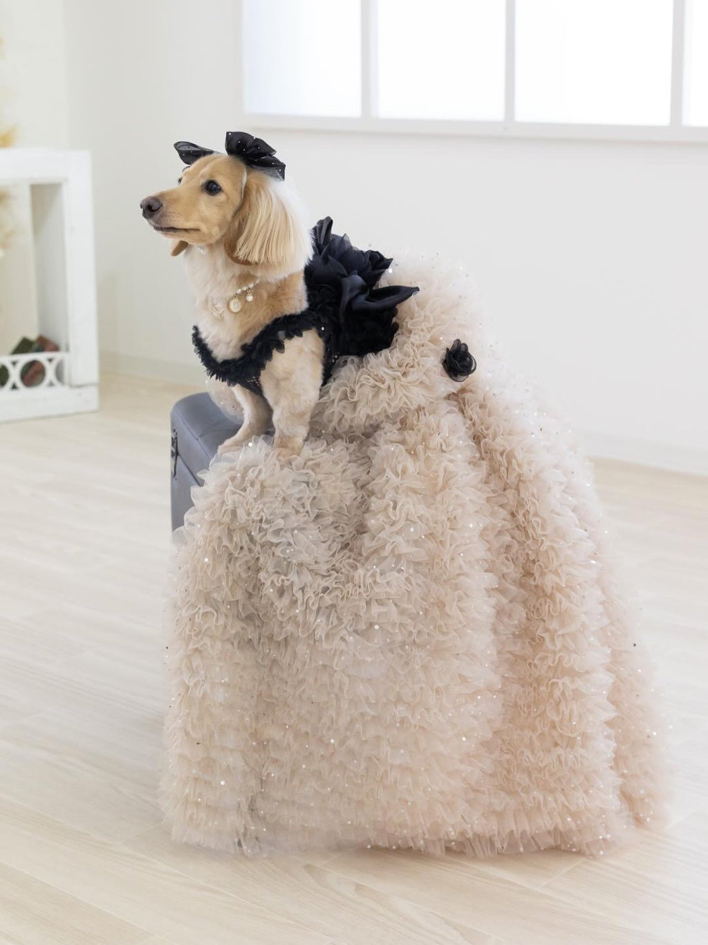 Luxury Black & Champagne Dog Gown with Detachable Train