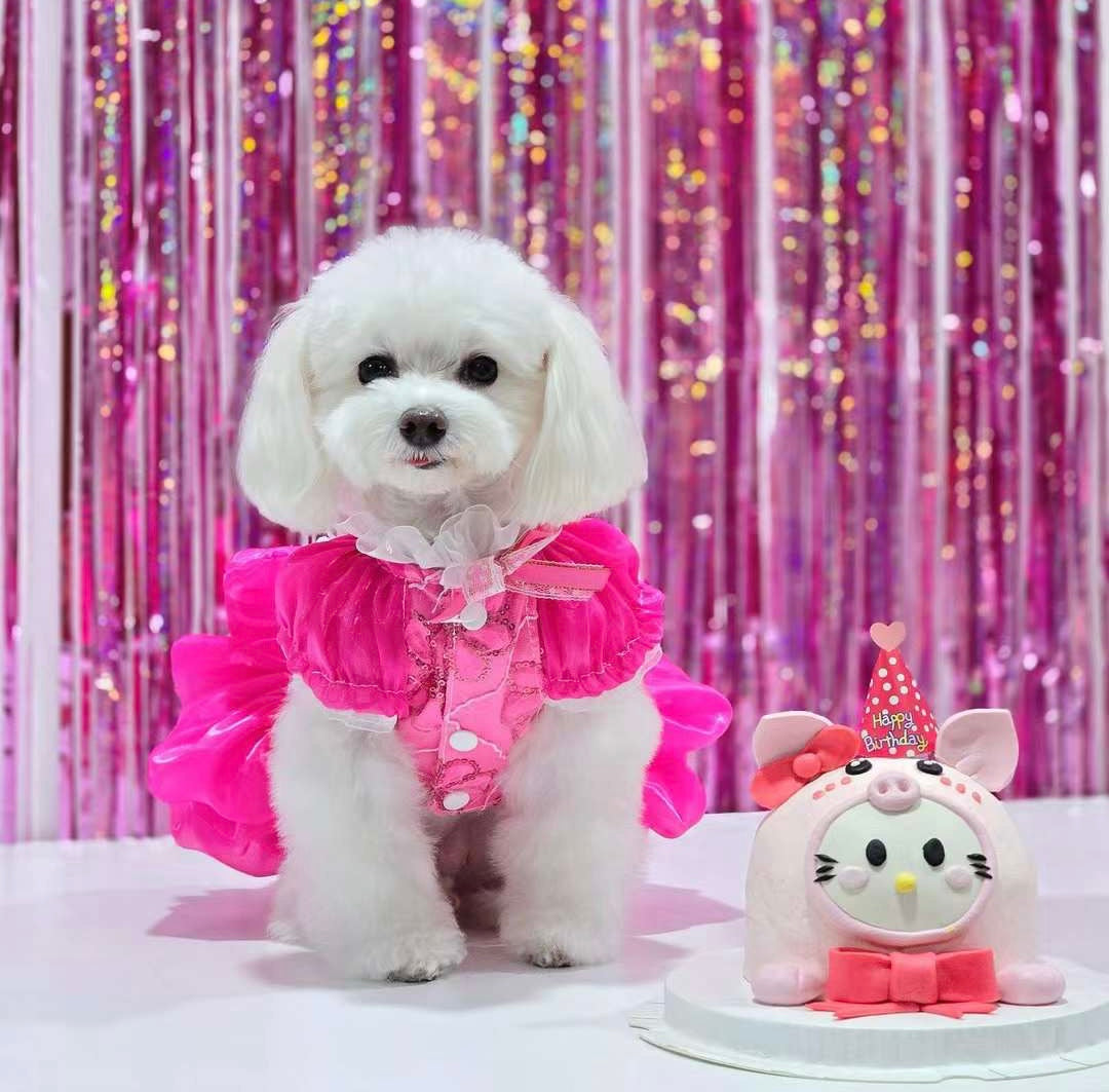Hot Pink Lace Dog Party Dress