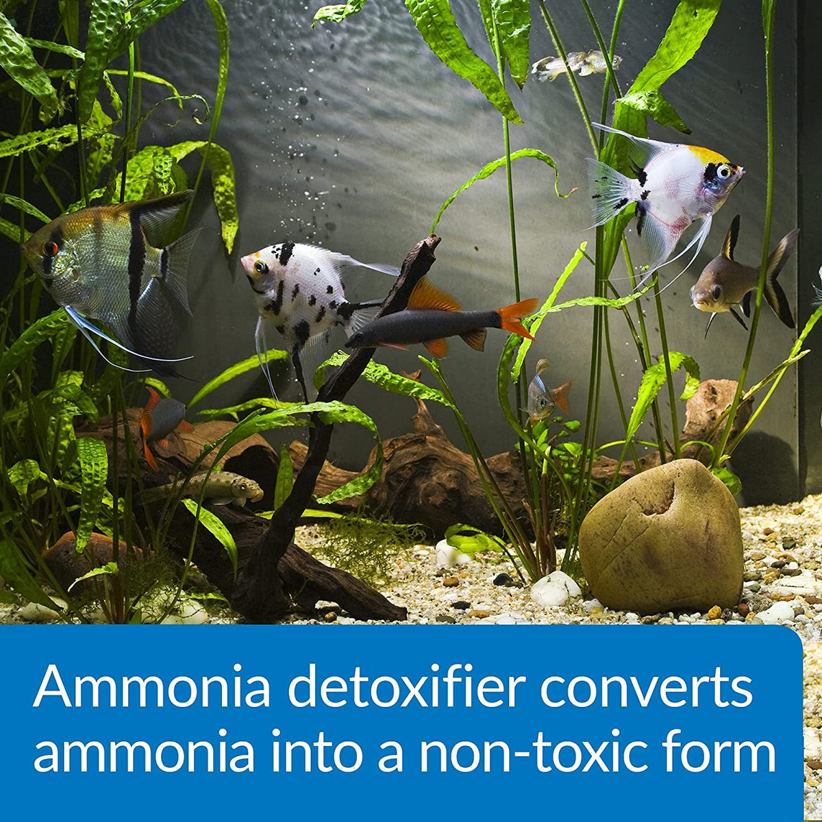 Ammo Lock Freshwater and Saltwater Aquarium Ammonia Detoxifier 1-Gallon Bottle