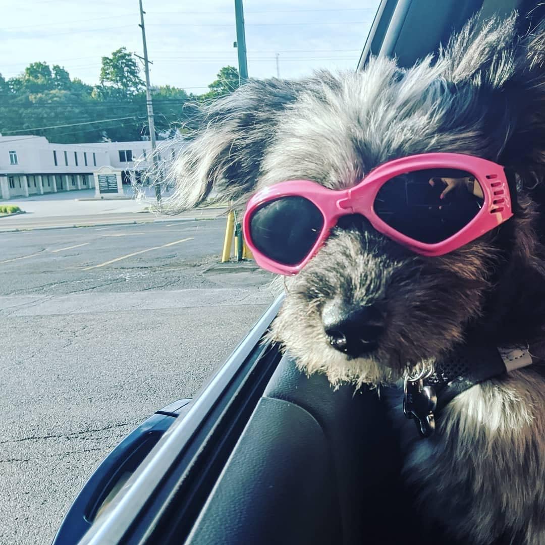 Cat-Eye Dog Sunglasses with Adjustable Strap