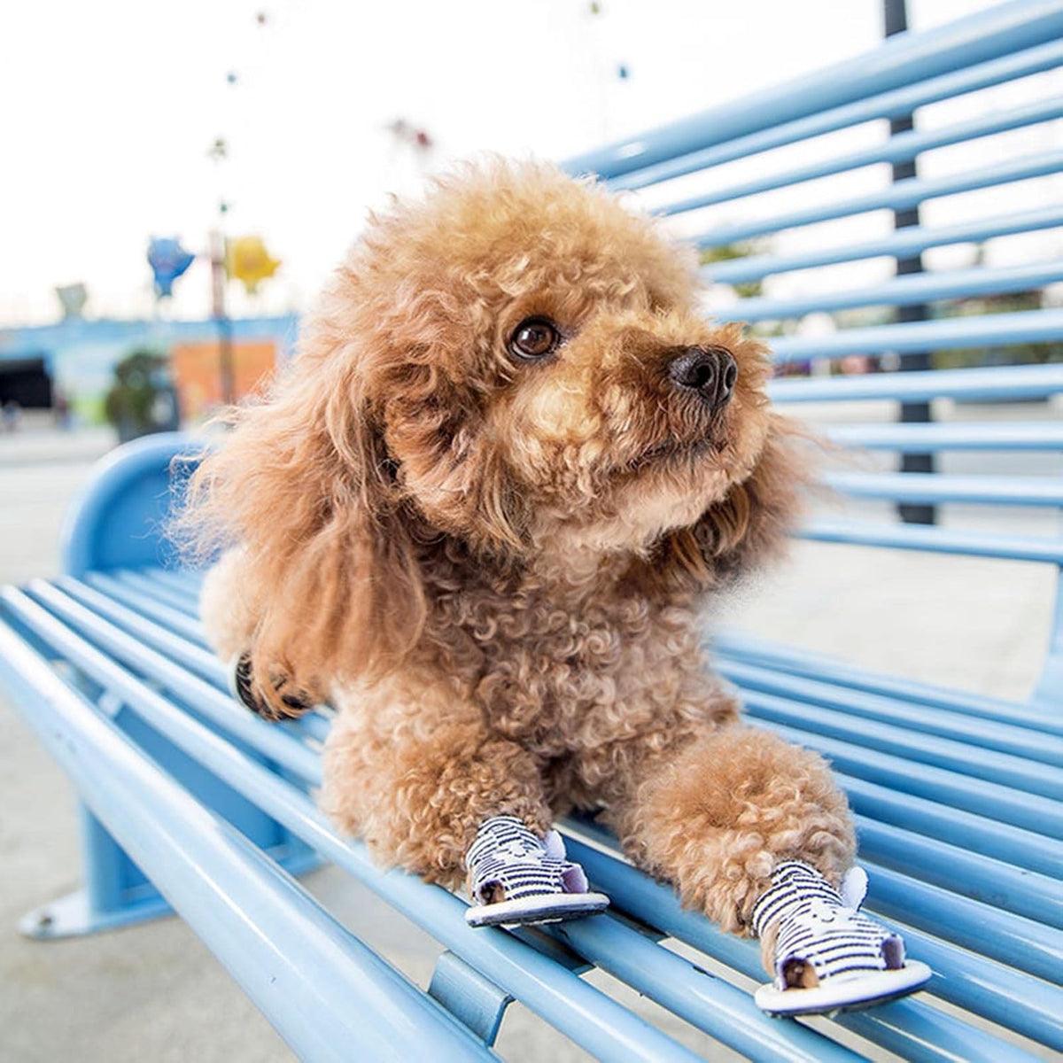 Striped Dog Sandals with Hook-and-Loop Straps