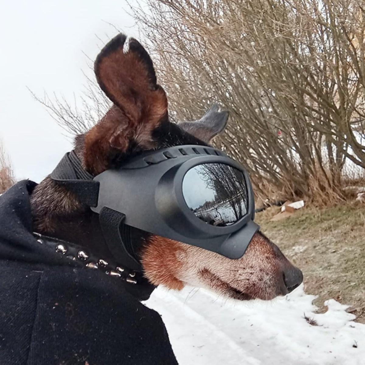 Skull-Bridge Dog Goggles