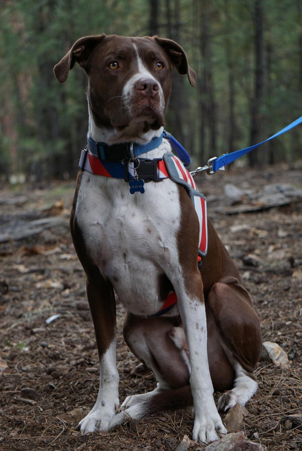 USA Patriotic Star Dog Harness + Leash Set