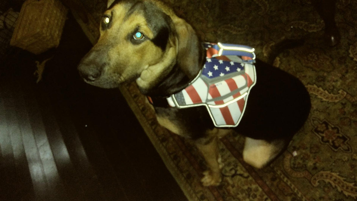 USA Patriotic Star Dog Harness + Leash Set