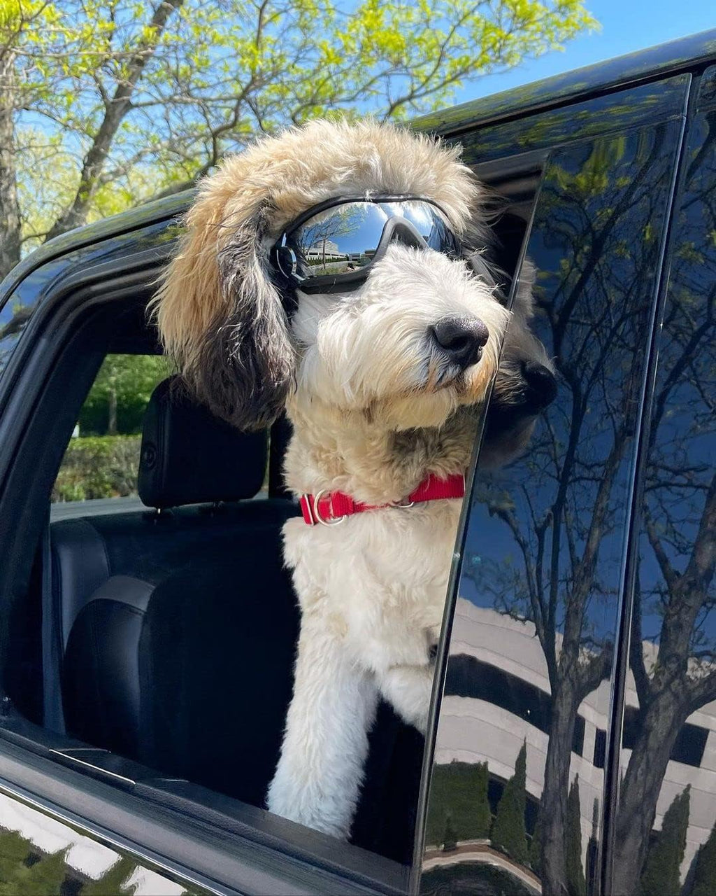 Large Dog Ski Goggles with Adjustable Straps