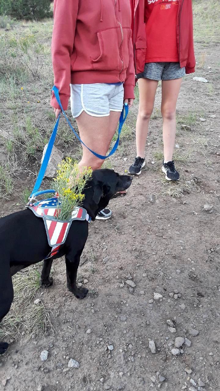 USA Patriotic Star Dog Harness + Leash Set