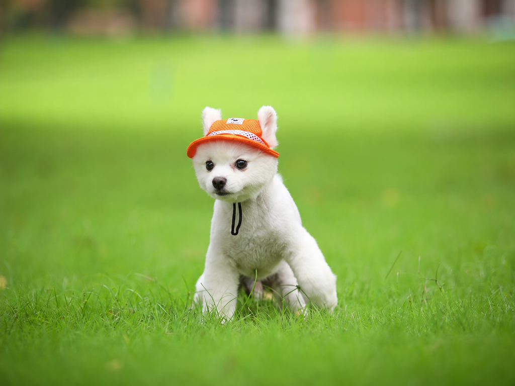 Mesh Pet Sun Hat with Ear Holes