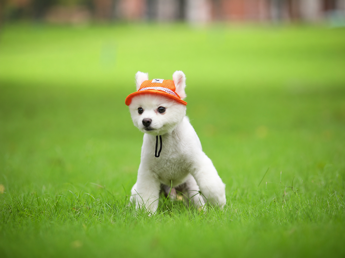 Mesh Pet Sun Hat with Ear Holes