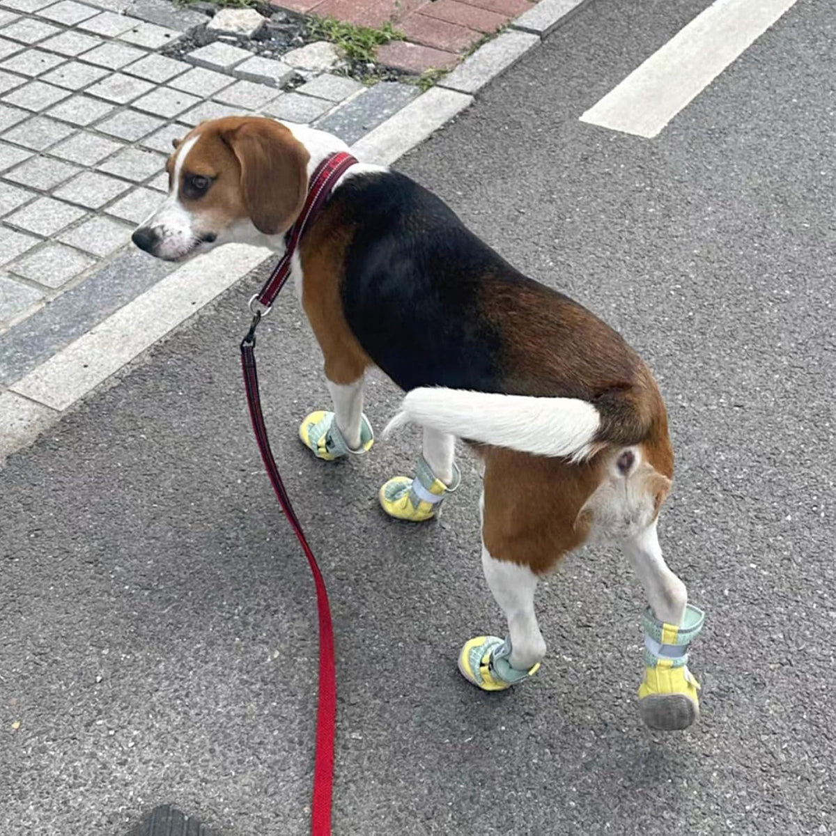 Breathable Mesh Dog Shoes with Adjustable Straps