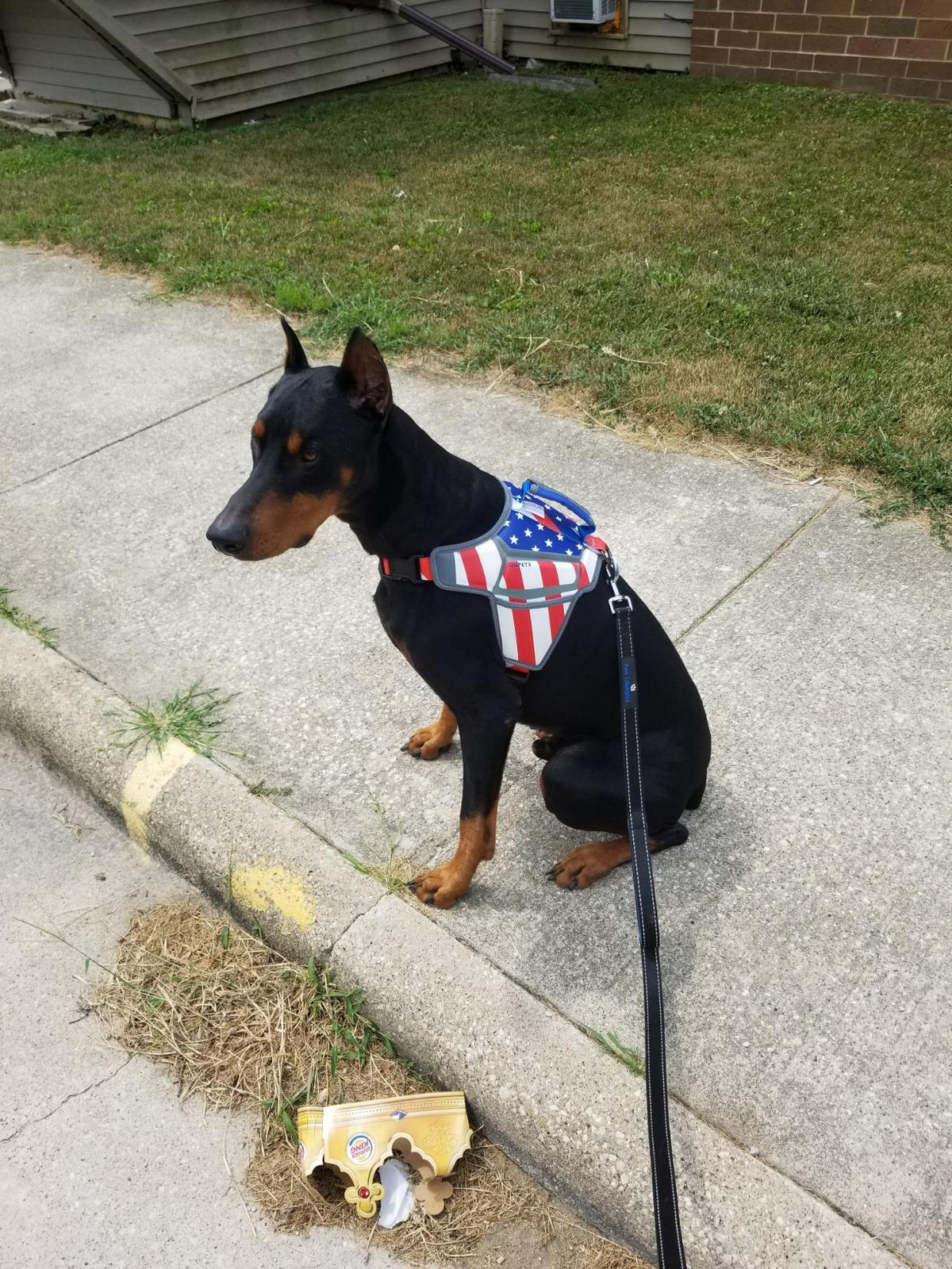 USA Patriotic Star Dog Harness + Leash Set