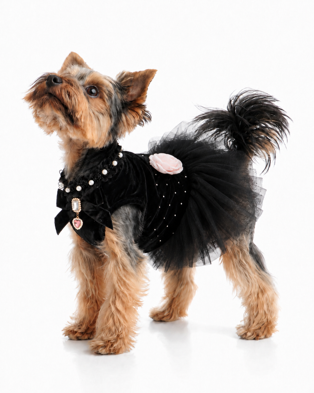 Black Velvet Rose Dog Dress