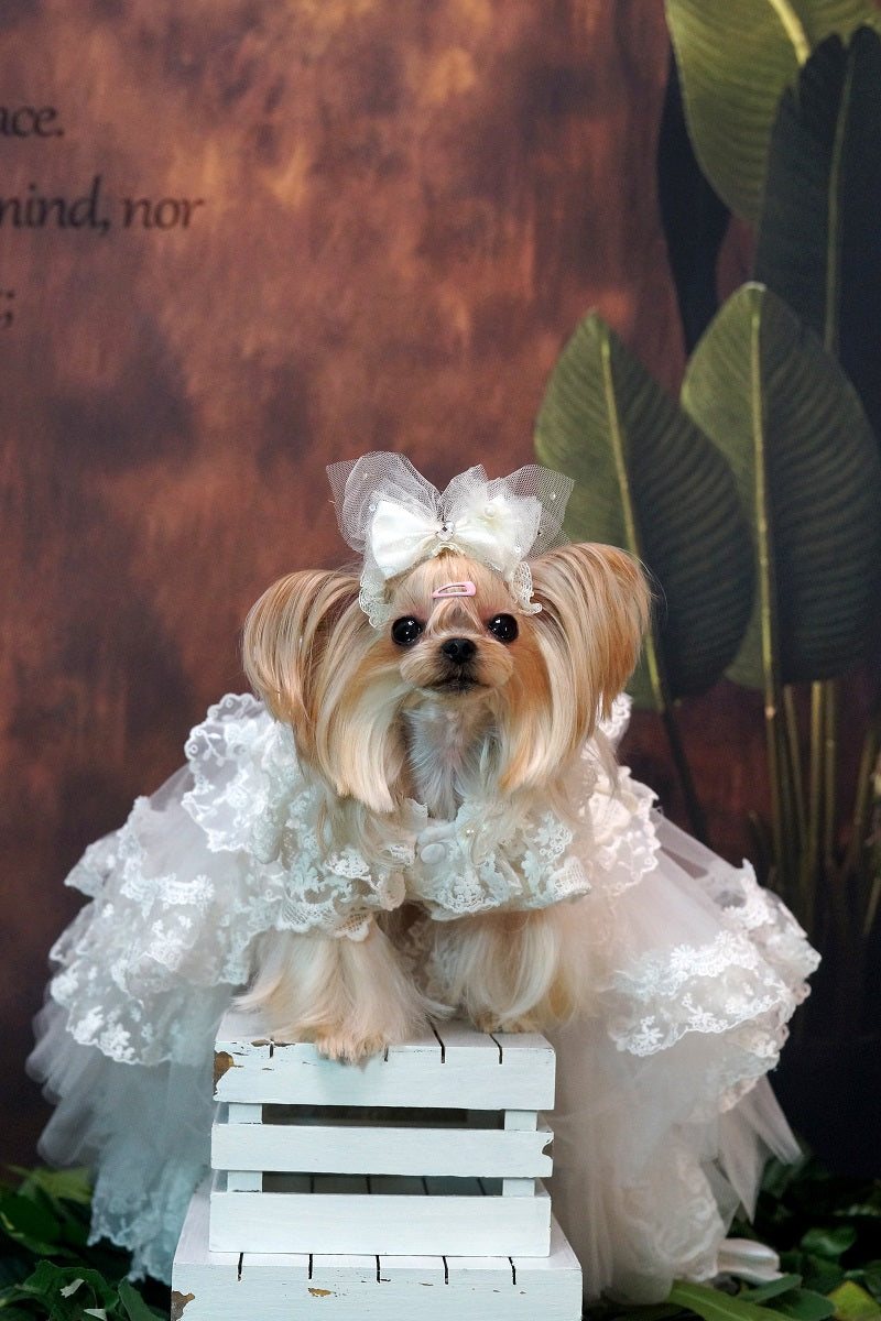 Luxury Victorian Lace Dog Gown with Pearl Bridal Detail