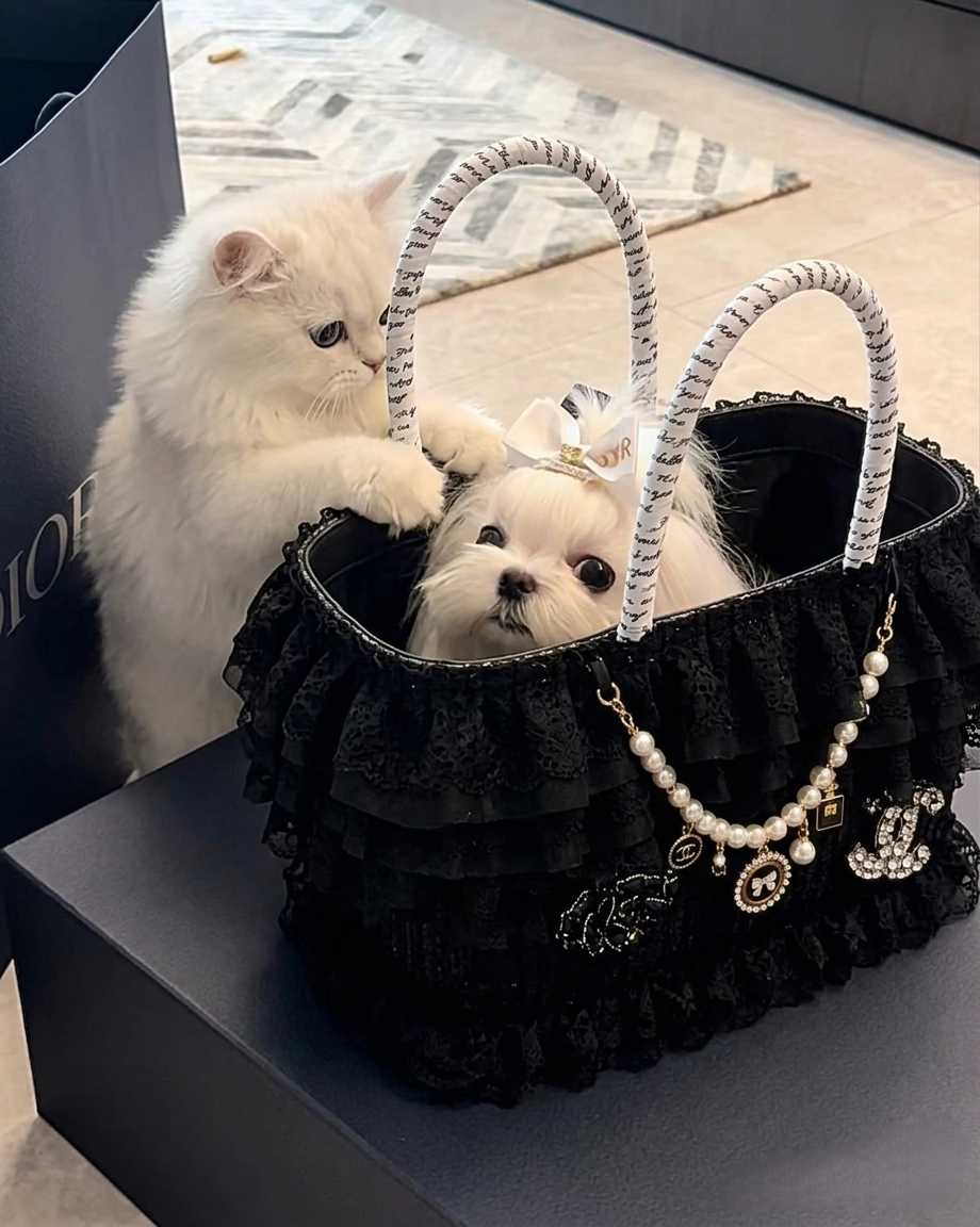Black Lace Pet Carrier Basket
