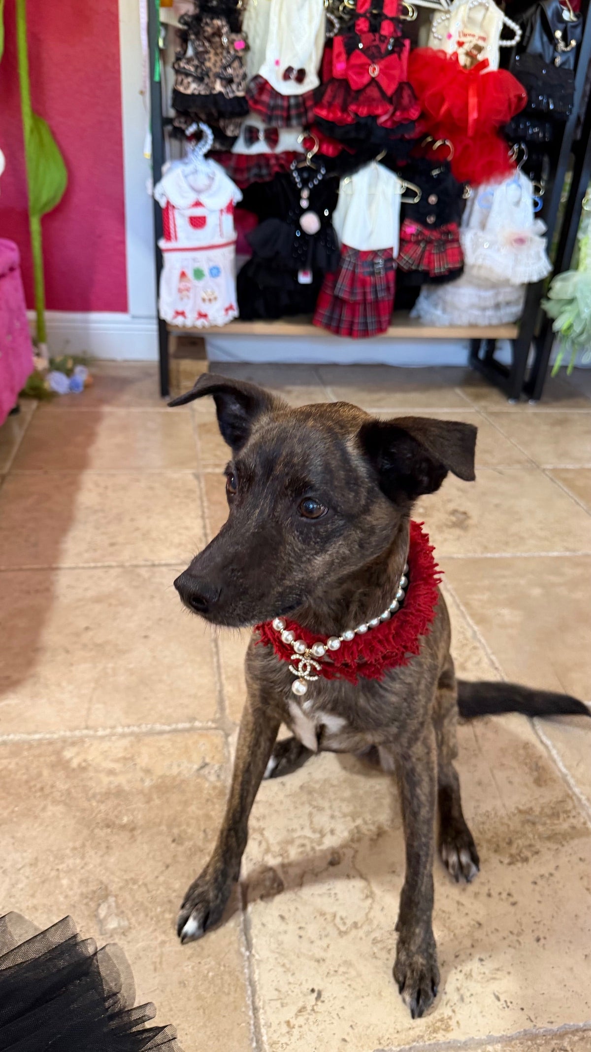 Crown and Pearl Pet Necklace