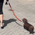 Funny Sausage Dog Leash – Hot Dog Style for Small Pets