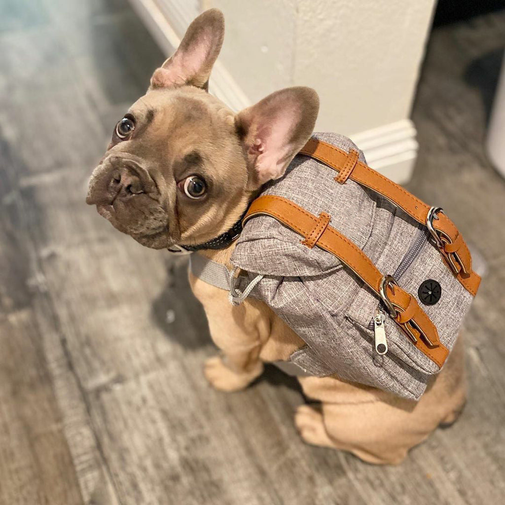Gray Mini Dog Backpack with Waste-Bag Dispenser