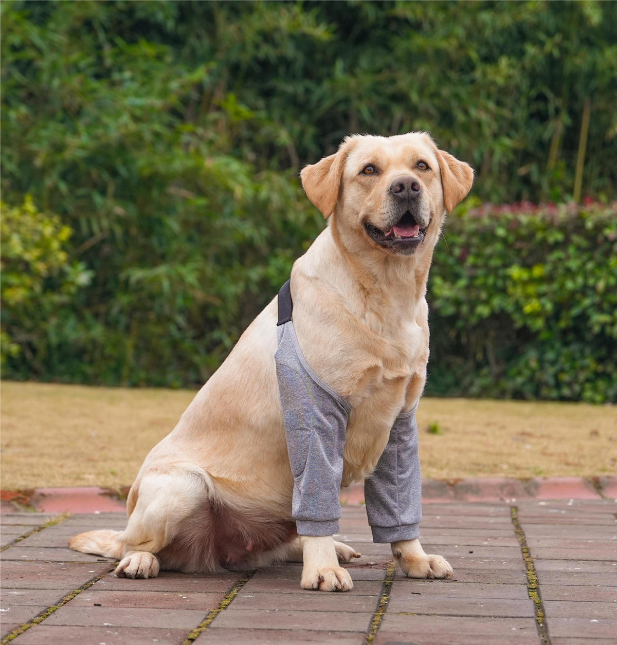 Padded Dog Front Leg Sleeves with Adjustable Strap