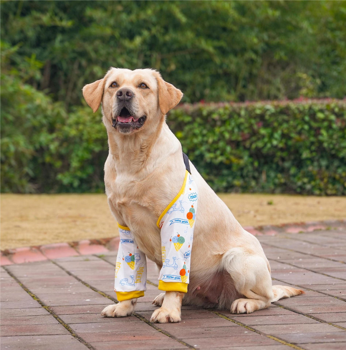 Padded Dog Front Leg Sleeves with Adjustable Strap