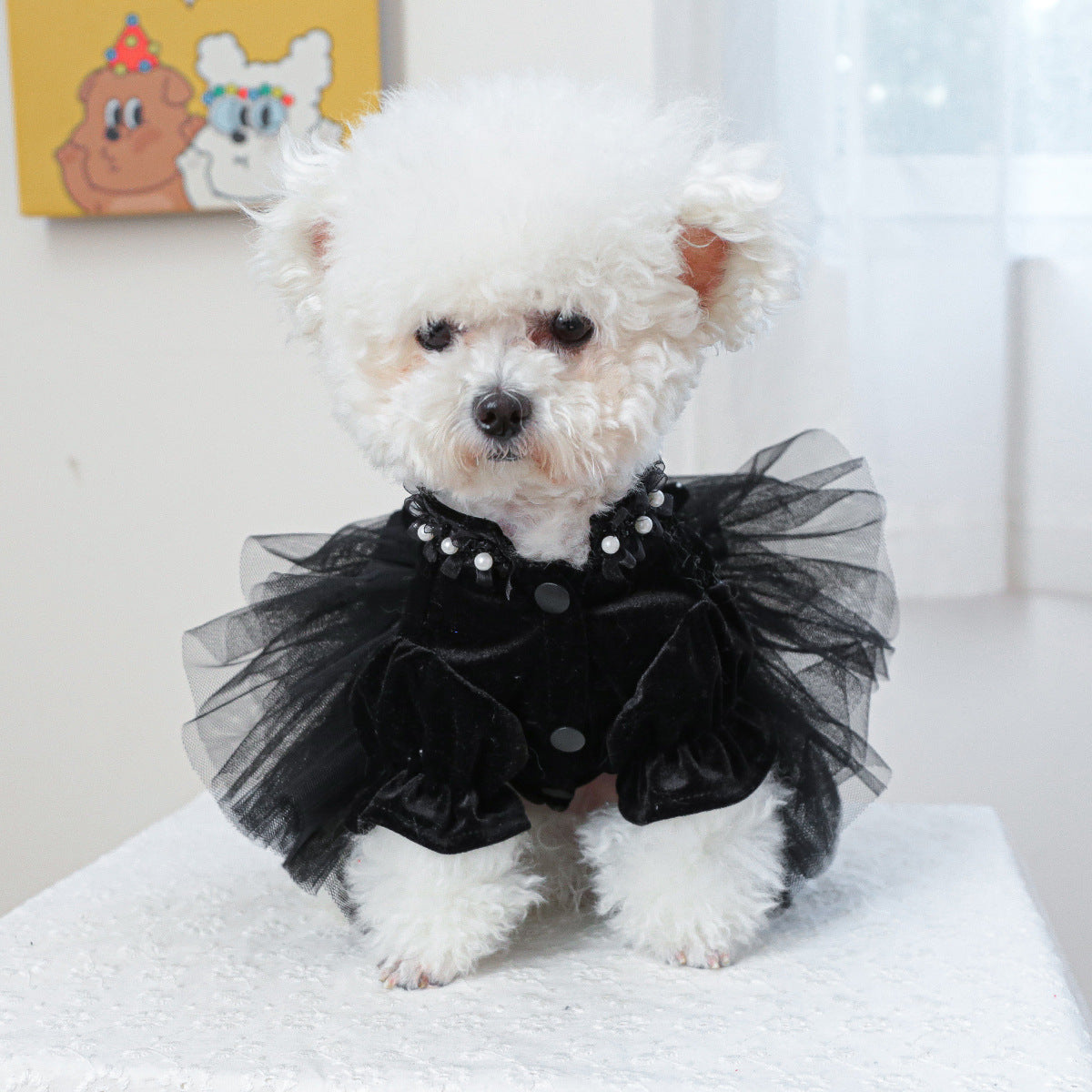 Black Velvet Rose Dog Dress
