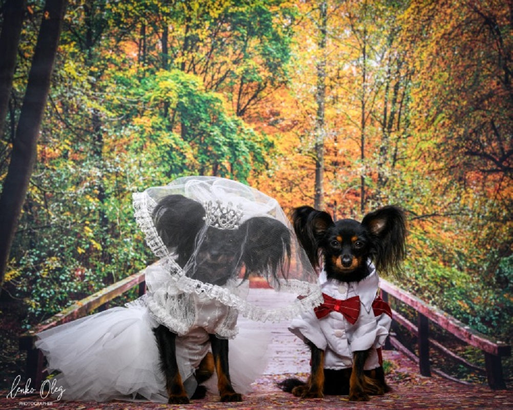 Pet Bridal Veil and Pearl Crown Set