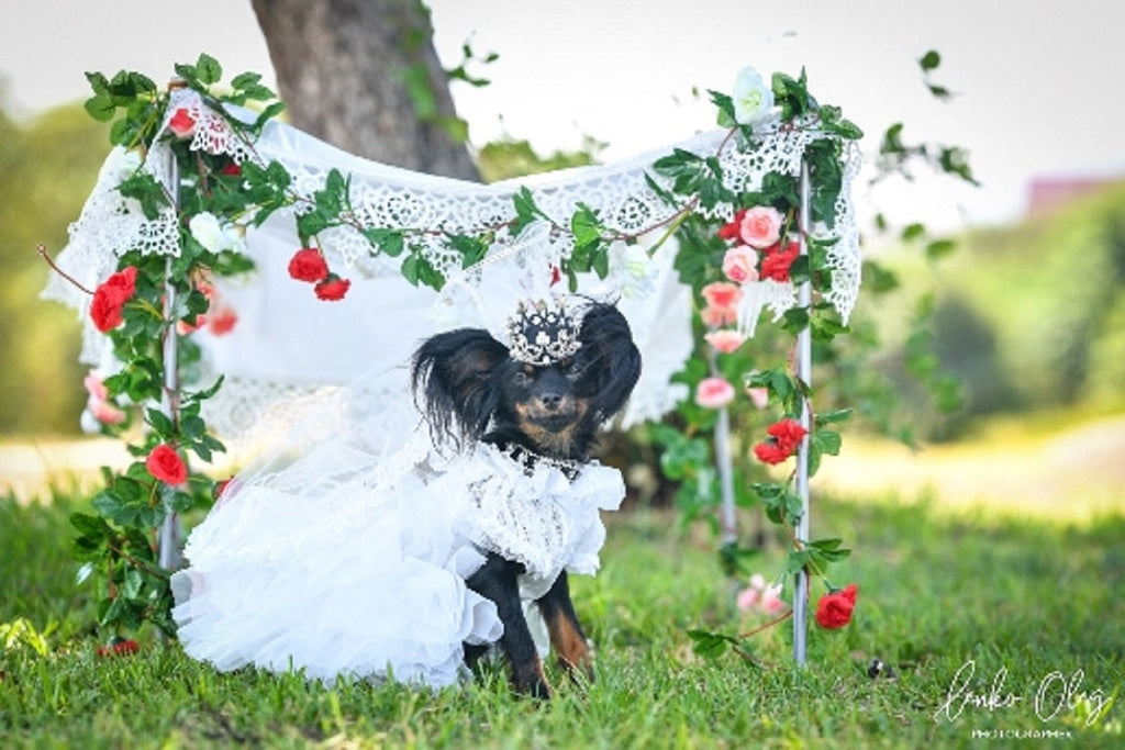 Pet Bridal Veil and Pearl Crown Set