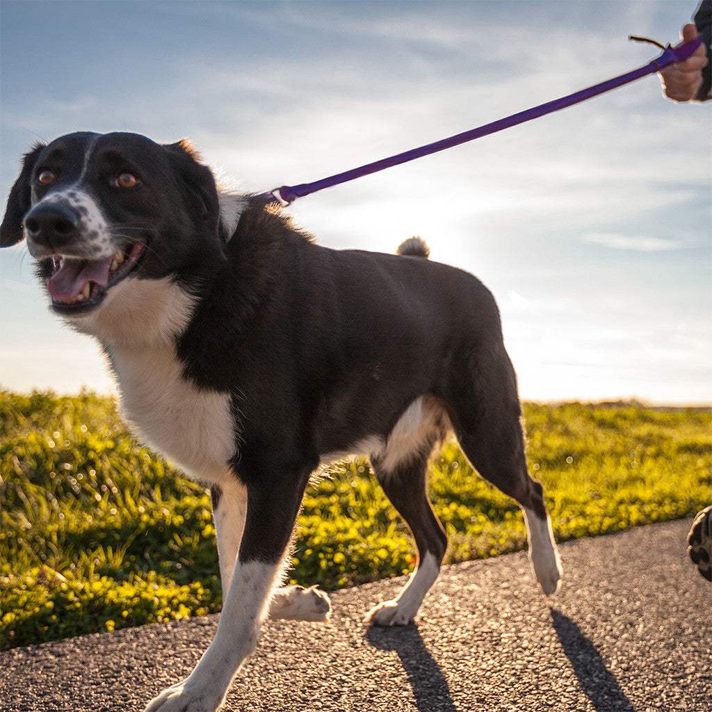WUNDERleash – The Original No-Pull Dog Leash