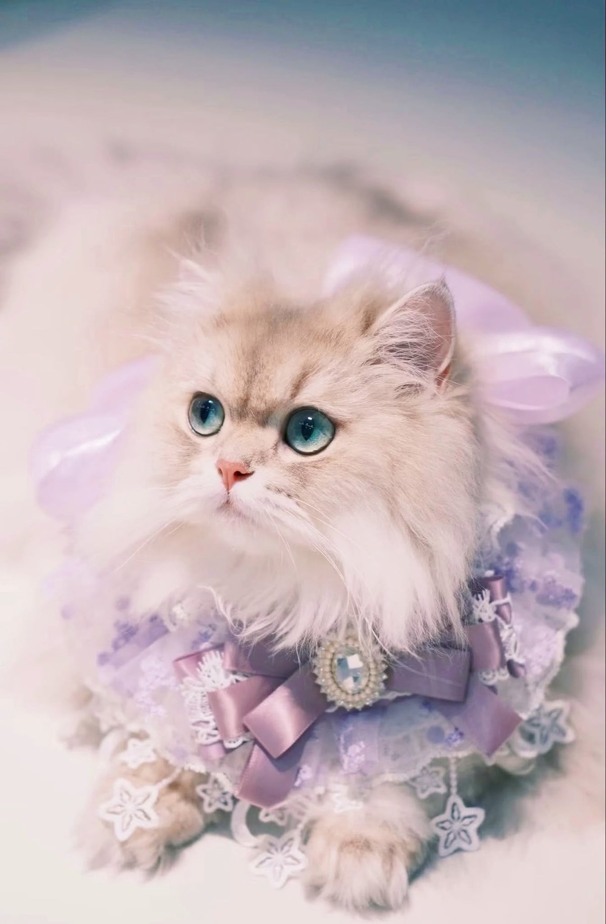Storybook Satin Lace Pet Bib Collar