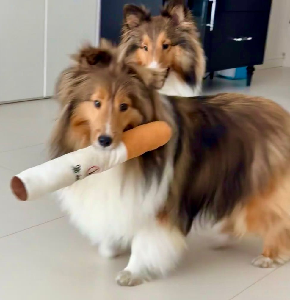 Cigarette Pack Plush Dog Toy Set