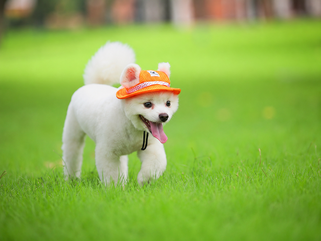 Mesh Pet Sun Hat with Ear Holes