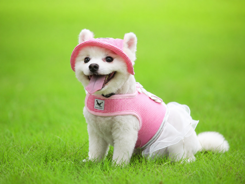 Mesh Pet Sun Hat with Ear Holes