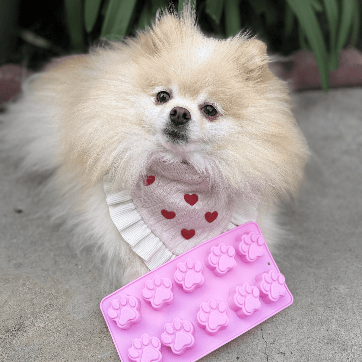 Pet Treat Molds
