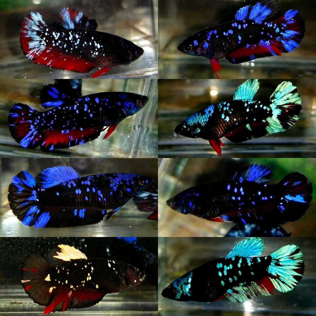 Plakat Avatar Galaxy | Female Betta