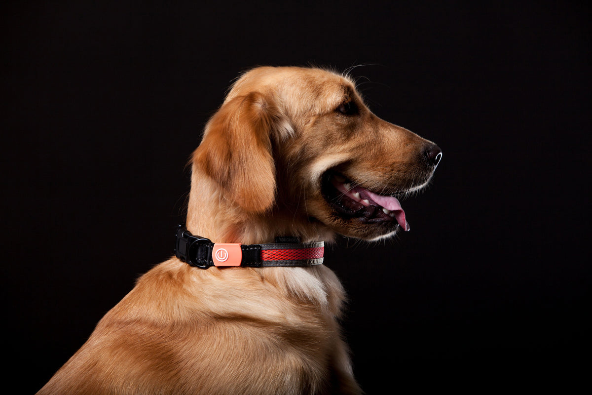 Touchdog ®'Lumiglow' 2-in-1 USB Charging LED Lighting Water-Resistant Dog Leash and Collar